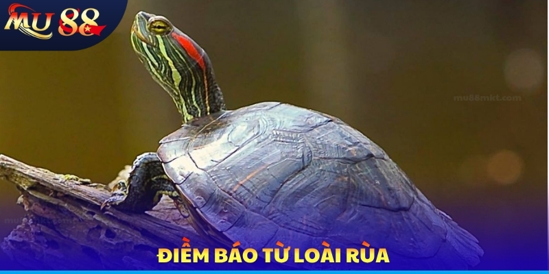Nằm Mơ Thấy Rùa - Điềm Báo Tương Lai Và Cơ Hội Phát Tài - SLOTVERO