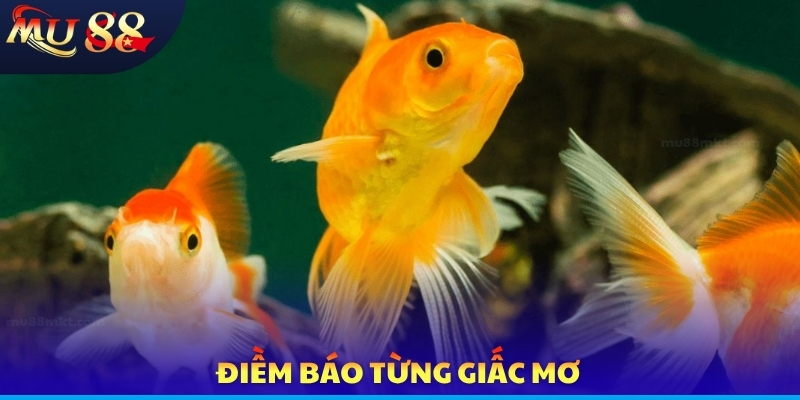 Nằm Mơ Thấy Cá - Tổng Hợp Thông Điệp Và Luận Giải Con Số - SLOTVERO