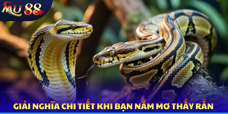 Nằm Mơ Thấy Rắn - Khám Phá Giấc Chiêm Bao Và Con Số Lô Đề - SLOTVERO