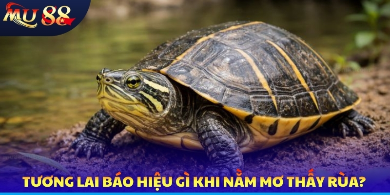 Nằm Mơ Thấy Rùa - Điềm Báo Tương Lai Và Cơ Hội Phát Tài - SLOTVERO