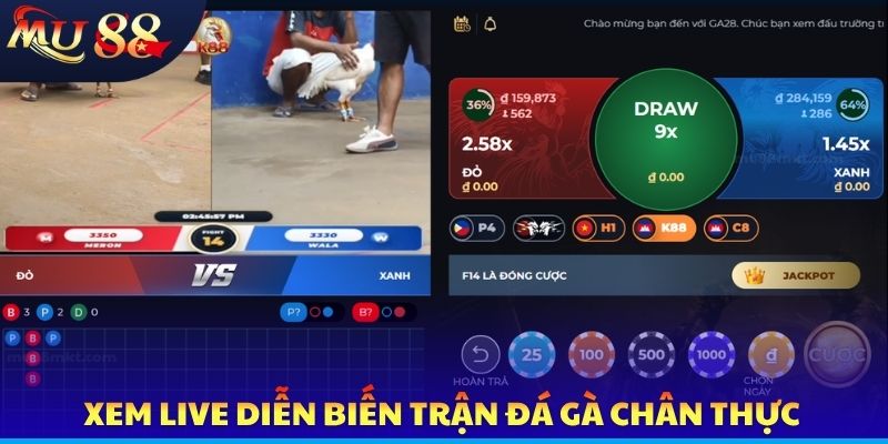 Đá Gà MU88 - Công Nghệ Livestream, Cá Cược Chuyên Nghiệp - SLOTVERO